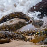 <i>2026 Australian Geographic Nature Photographer of the Year</i><br>
Winner Animals in Nature: Just in Time by Colin Chan, Garigal and Gannagal Country, Long Reef Aquatic Reserve, New South Wales.<br>
Whimbrel (<i>Numenius phaeopus</i>)