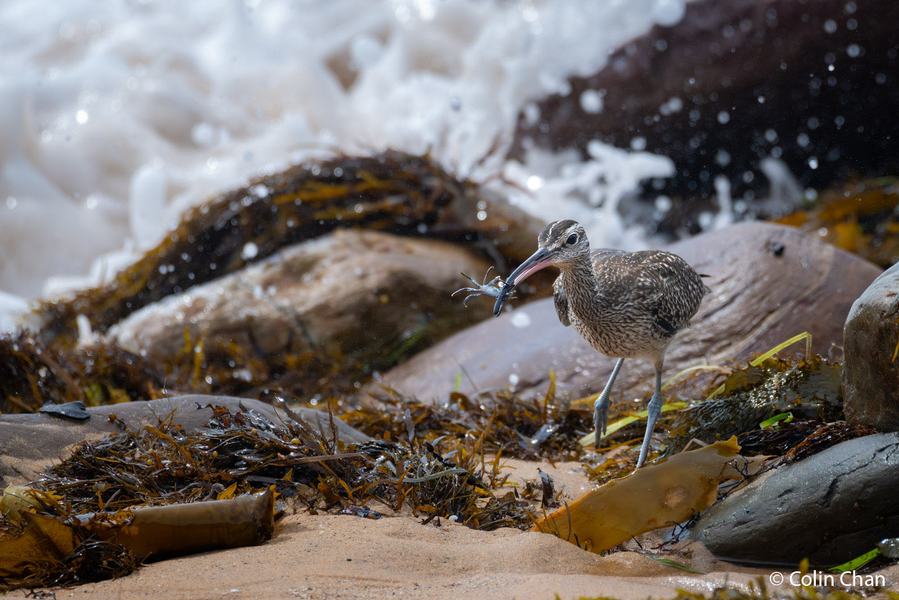 2026 Australian Geographic Nature Photographer of the Year. Animals in Nature Winner: Just in Time by Colin Chan