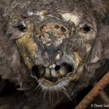 <i>2026 Australian Geographic Nature Photographer of the Year</i><br>
Winner Our Impact: Neglect by Dave Sanderson, Yuggera and Turrbal Country, Brisbane, Queensland.<br>
Koala (<i>Phascolarctos cinereus</i>)