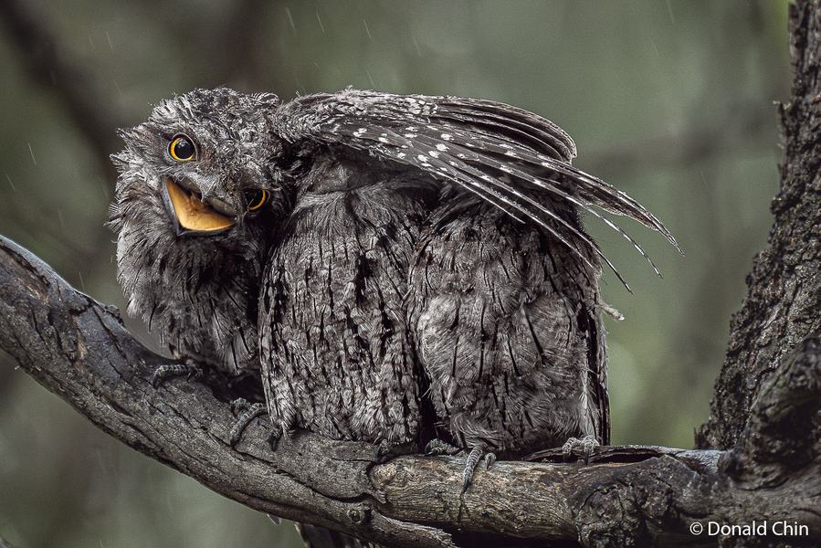 2026 Australian Geographic Nature Photographer of the Year. Animals in Nature: Feathered Refuge by Donald Chin