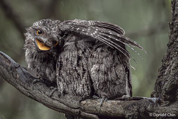 Tawny Frogmouth owlets sitting on a tree branch, both facing left, with one showing its orange beak and yellow eyes.