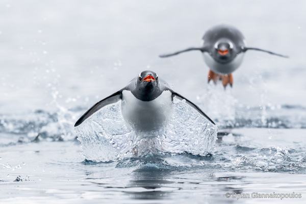 Two Gentoo Penguins, one in front, mid-jump with wings outstretched and another behind, mid-air with wings spread over water.