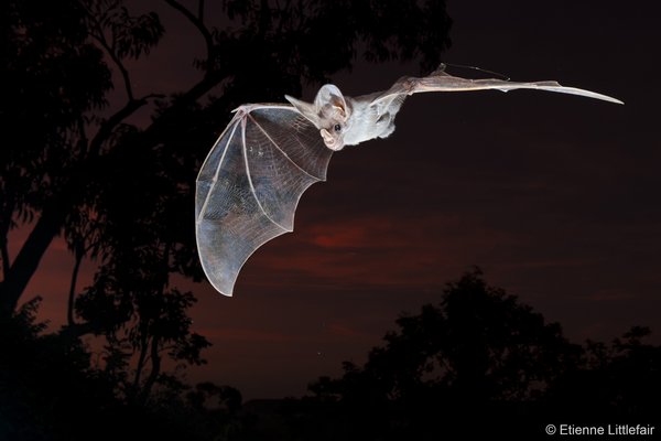 2025 Australian Geographic Nature Photographer of the Year. Threatened Species Winner: Red Dawn by Etienne Littlefair