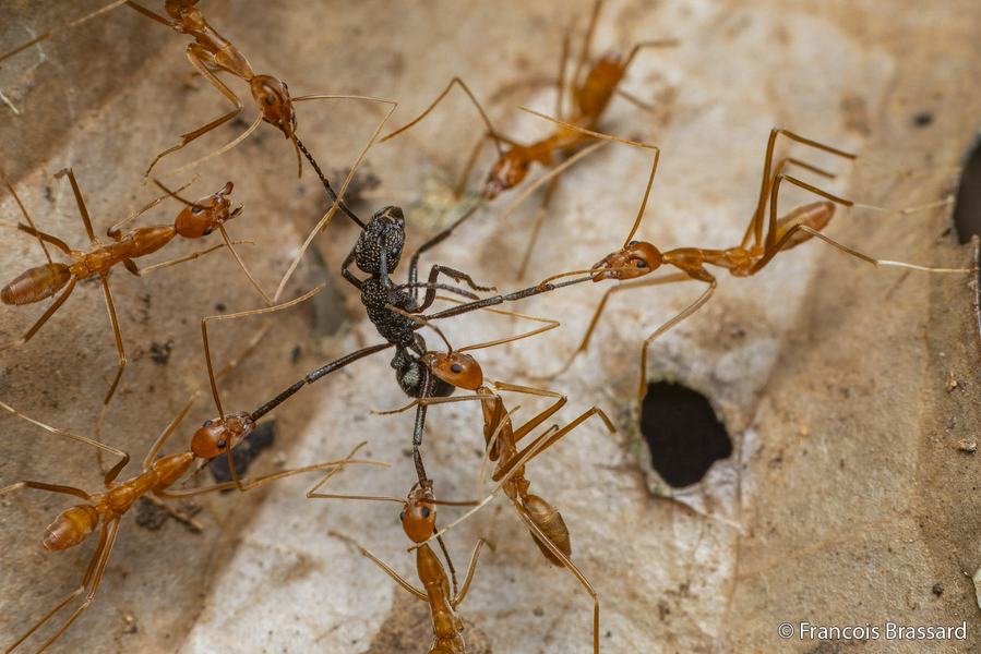 2026 Australian Geographic Nature Photographer of the Year. Macro Runner-Up: Surrounded by Foes by François Brassard