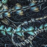 <i>2026 Australian Geographic Nature Photographer of the Year</i><br>
Winner Macro: Insect Trails by Georgina Steytler, Miriwoong Country, Kununurra, Western Australia.<br>