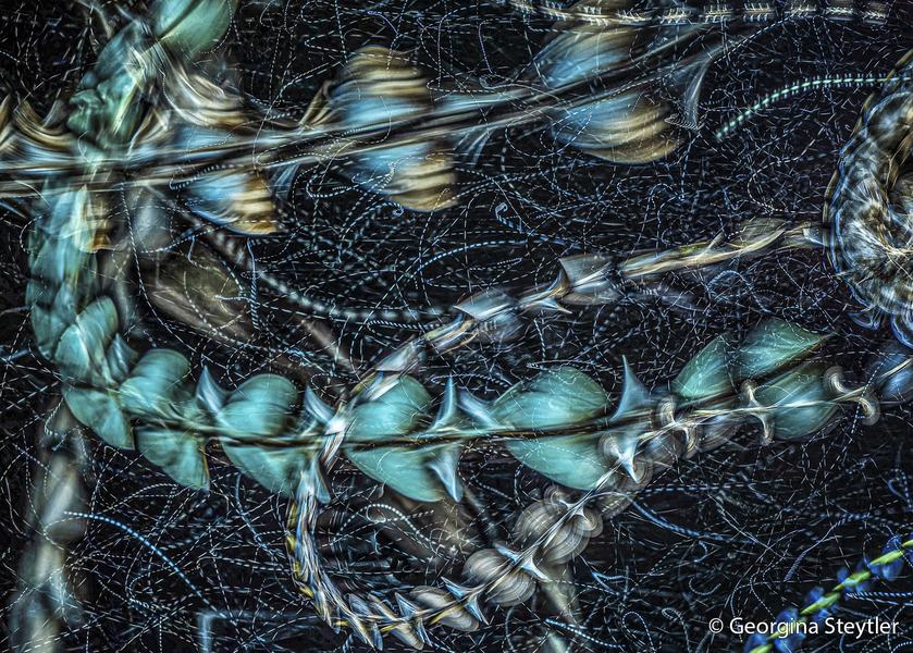 2026 Australian Geographic Nature Photographer of the Year. Macro Winner: Insect Trails by Georgina Steytler