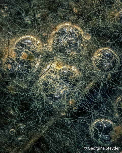 2026 Australian Geographic Nature Photographer of the Year. Botanical Runner-Up: String Theory by Georgina Steytler