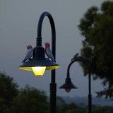 <i>2025 Australian Geographic Nature Photographer of the Year</i>
<p>Winner Junior: Perched by Isabella Rogers, Kaurna Country, Adelaide, South Australia.
<p>Galah (<i>Eolophus roseicapilla</i>)
<p><i>I took this photo during a morning walk in Hewett, South Australia. As I was walking home, a little disappointed with the unsuccessful outcome of my shoot, I saw the two galahs. The light post being turned on in the early morning light helped my subject to stand out.</i>