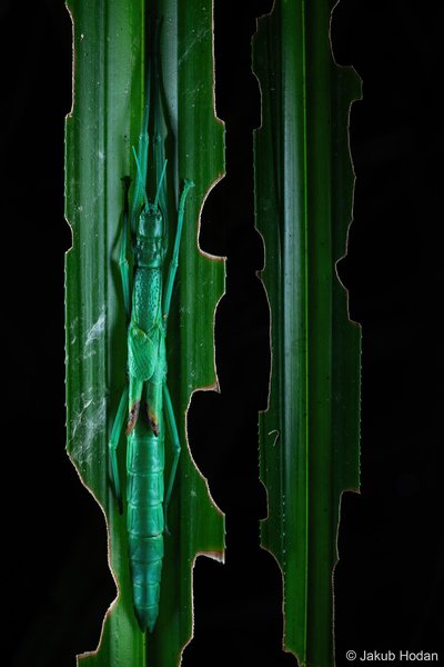 2025 Australian Geographic Nature Photographer of the Year. Winner Macro: Peppermint Stick Insect by Jakub Hodáň