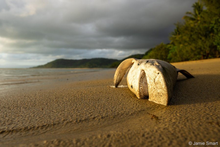 2025 Australian Geographic Nature Photographer of the Year. Runner Up Junior: Death in Paradise by Jamie Smart