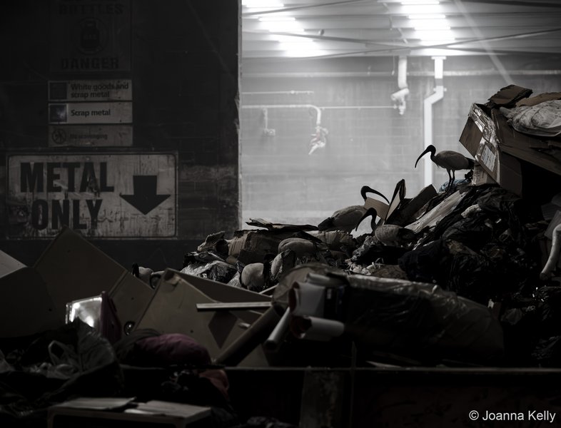 2025 Australian Geographic Nature Photographer of the Year. Runner Up Our Impact: Metal Only by Joanna Kelly