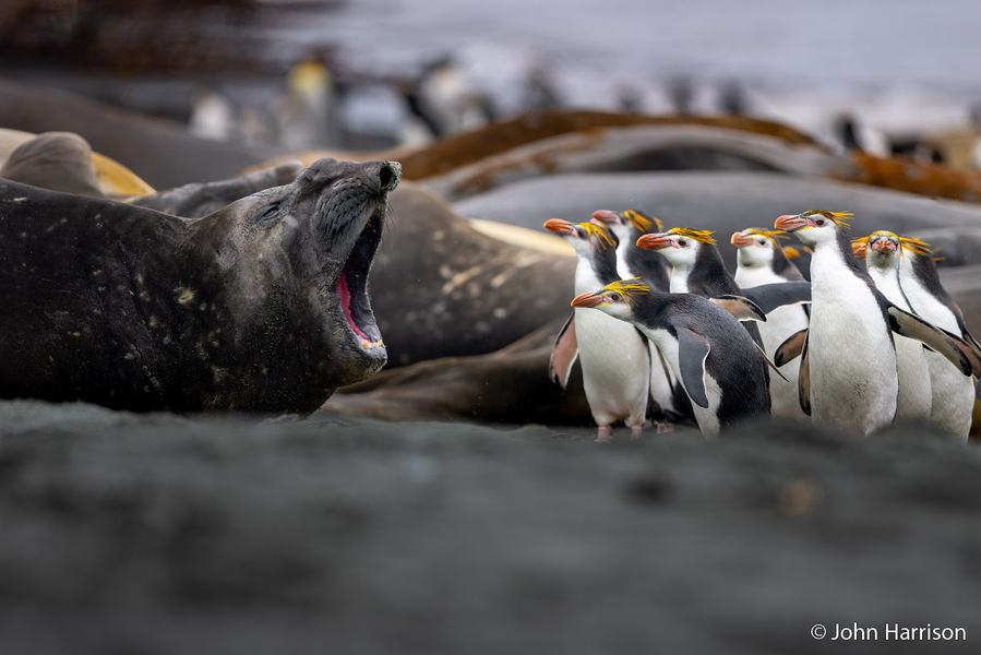 2026 Australian Geographic Nature Photographer of the Year. Animal Behaviour Runner-Up: Right of Way by John Harrison