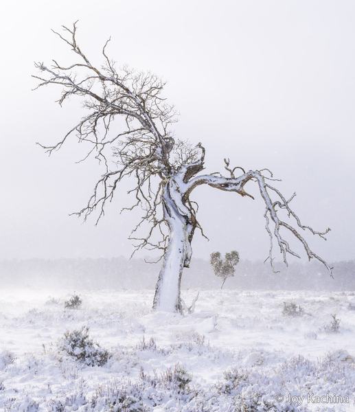 2026 Australian Geographic Nature Photographer of the Year. Threatened Species Runner-Up: Fallen Angel by Joy Kachina