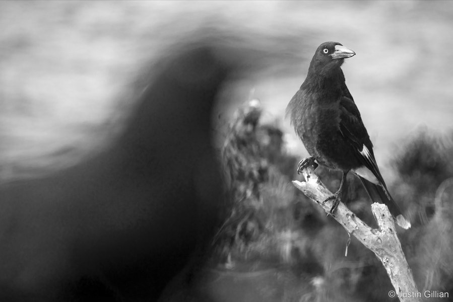 2025 Australian Geographic Nature Photographer of the Year. Runner Up Monochrome: Inquisitive Currawong by Justin Gilligan