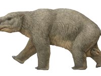 Diprotodon optatum was the largest marsupial that ever lived, and the heaviest of Australia’s megafauna, weighing up to 2700 kilograms.