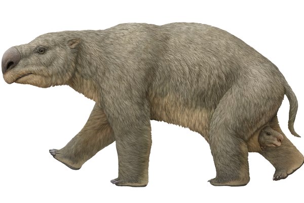Diprotodon optatum was the largest marsupial that ever lived, and the heaviest of Australia’s megafauna, weighing up to 2700 kilograms.