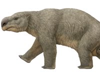 Diprotodon optatum was the largest marsupial that ever lived, and the heaviest of Australia’s megafauna, weighing up to 2700 kilograms.