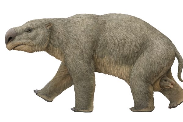 Diprotodon optatum was the largest marsupial that ever lived, and the heaviest of Australia’s megafauna, weighing up to 2700 kilograms.