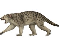 The carnivorous marsupial, Thylacoleo carnifex, was the largest Megafauna marsupial predator known, weighing over 120 kilograms.