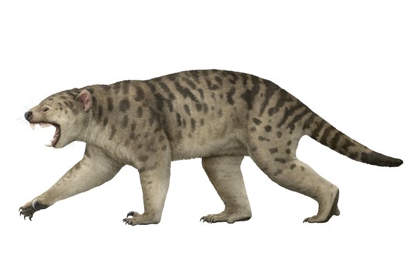 The carnivorous marsupial, Thylacoleo carnifex, was the largest Megafauna marsupial predator known, weighing over 120 kilograms.