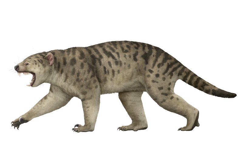 The carnivorous marsupial, Thylacoleo carnifex, was the largest Megafauna marsupial predator known, weighing over 120 kilograms.