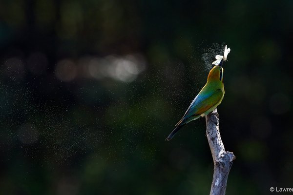 2025 Australian Geographic Nature Photographer of the Year. Animals in Nature: Catch of the Day by Lawrence Chan.