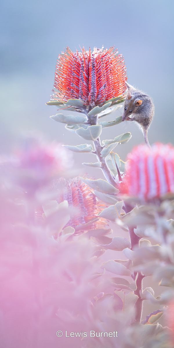 Honey possum perched on a bright pink banksia, its bushy tail and dark stripes clearly visible.