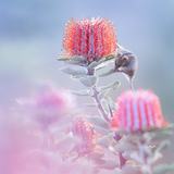 <i>2026 Australian Geographic Nature Photographer of the Year</i><br>
Winner Portfolio: Series title: Our Island Ark, Image title: Morning Dew by Lewis Burnett, Kinjarling Country, south coast region, Western Australia.<br>
Honey possum (<i>Tarsipes rostratus</i>)