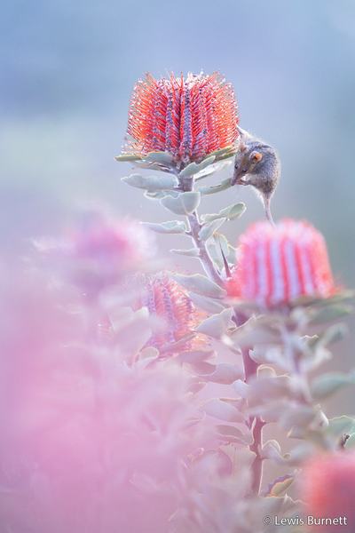 2026 Australian Geographic Nature Photographer of the Year. Portfolio Winner: Series title: Our Island Ark, Image title: Morning Dew by Lewis Burnett
