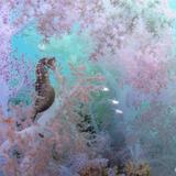<i>2026 Australian Geographic Nature Photographer of the Year</i><br>
Animals in Nature: Fairyfloss by Lewis Burnett, Whadjuk Country, Perth, Western Australia.<br>
West Australian seahorse (<i>Hippocampus subelongatus</i>)