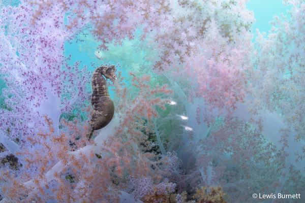 2026 Australian Geographic Nature Photographer of the Year. Animals in Nature: Fairyfloss by Lewis Burnett