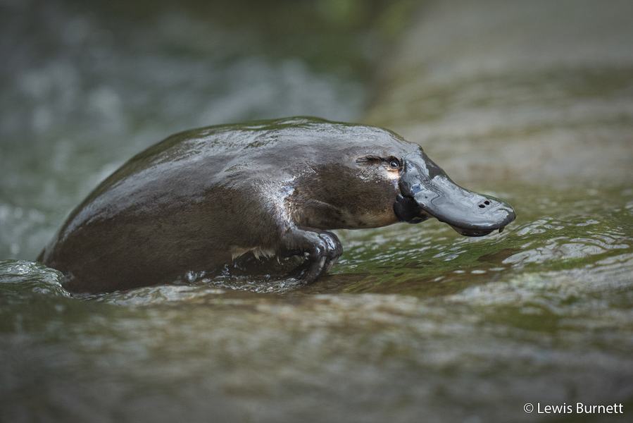 2026 Australian Geographic Nature Photographer of the Year. Portfolio Winner: Mountain Stream by Lewis Burnett
