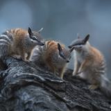<i>2026 Australian Geographic Nature Photographer of the Year</i><br>
Winner Portfolio: Numbubs by Lewis Burnett, Wilman Country, Wheatbelt Region, Western Australia.<br>
Numbat (<i>Myrmecobius fasciatus</i>)