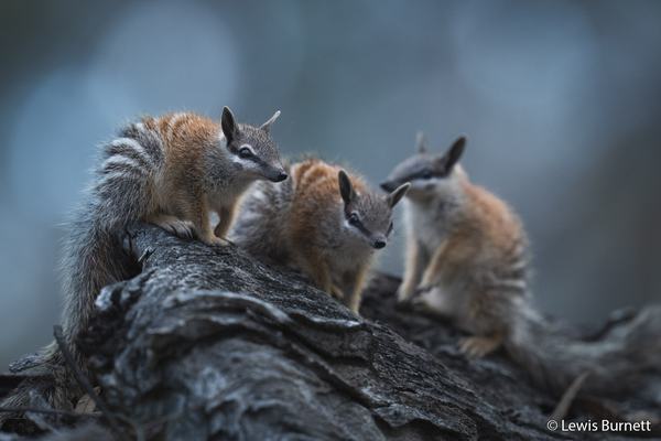 Three young numbats perched on a fallen log, pausing to scan the woodland around them.