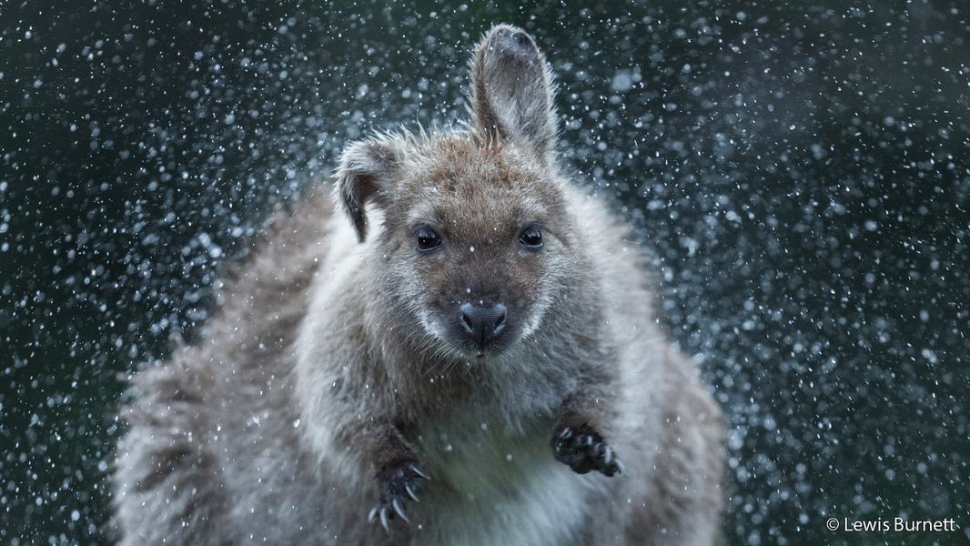 2026 Australian Geographic Nature Photographer of the Year. Portfolio Winner: Shake it Off by Lewis Burnett
