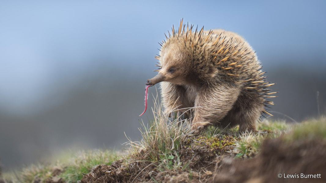 2026 Australian Geographic Nature Photographer of the Year. Portfolio Winner: Sticky Situation by Lewis Burnett