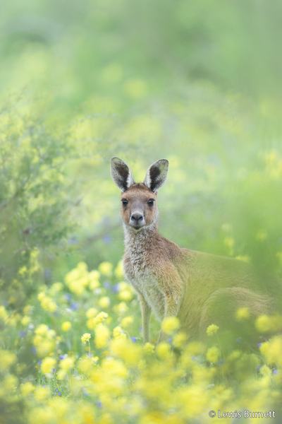 2026 Australian Geographic Nature Photographer of the Year. Portfolio Winner: Wildflower by Lewis Burnett
