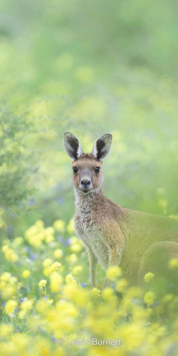 Western Grey Kangaroo standing in a field of yellow flowers, facing the viewer with its ears, nose, and muscular hind legs visible.
