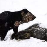 <i>2026 Australian Geographic Nature Photographer of the Year</i><br>
Winner Threatened Species: Resilience – A Fight for Survival by Matt Cornish, Lairmairrener Country, Central Plateau, Tasmania.<br>
Tasmanian devil (<i>Sarcophilus harrisii</i>)