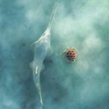 <i>2026 Australian Geographic Nature Photographer of the Year</i><br>
Overall Winner: Ethereal Encounter by Matt Deakin, Karajarri, Nyangumarta and Ngarla Country, The Pilbara, Western Australia.<br>
Green sawfish (<i>Pristis zijsron</i>), Green turtle (<i>Chelonia mydas</i>)<br>
<i>Capturing the last limbs of light touching the shallow reef, I saw a large shape moving through the milky water of the tidal estuary. As I came closer, I noticed the spectral shape of the critically endangered green sawfish moving towards and through a group of sea turtles, before disappearing into the depths.</i>