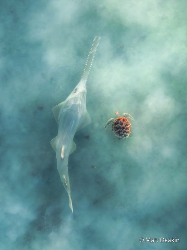 View from above of a Sawfish swimming in the water, with its long, saw-like snout extending out, and a small Green turtle visible to the right.