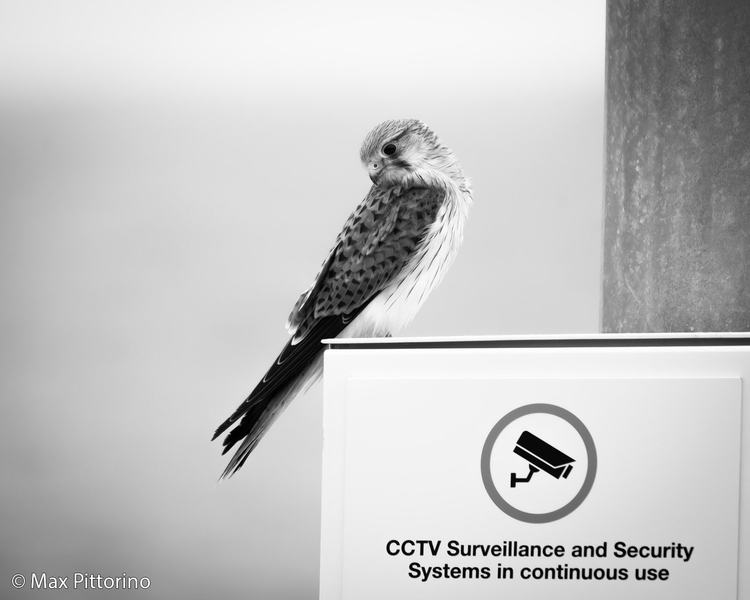 2026 Australian Geographic Nature Photographer of the Year. Junior Runner-Up: Under Surveillance by Max Pittorino
