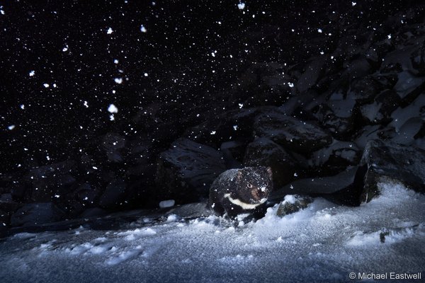 2025 Australian Geographic Nature Photographer of the Year. Threatened Species: Braving the Conditions by Michael Eastwell