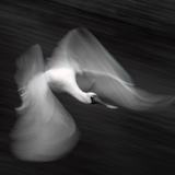 <i>2026 Australian Geographic Nature Photographer of the Year</i><br>
Winner Monochrome: Flight of Fantasy by Natalie Murray, Yuggera and Turrbal Country, Bowie’s Flat Wetland, Camp Hill, Queensland.<br>
Royal spoonbill (<i>Platalia regia</i>)