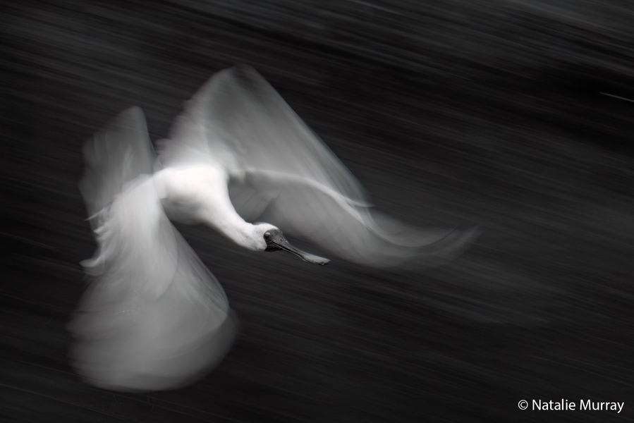 2026 Australian Geographic Nature Photographer of the Year. Monochrome Winner: Flight of Fantasy by Natalie Murray