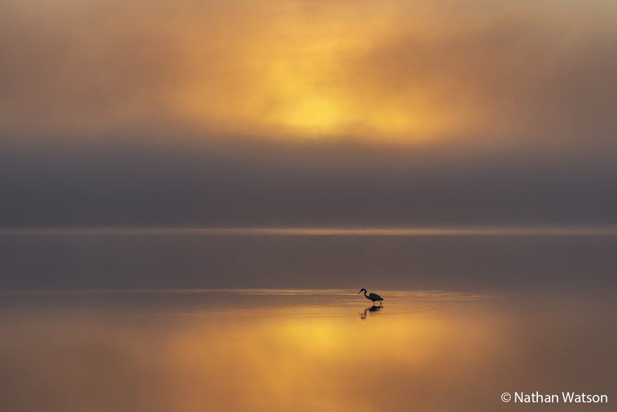 2026 Australian Geographic Nature Photographer of the Year. Animals in Nature Runner-Up: Hunting in the Glow by Nathan Watson