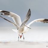<i>2026 Australian Geographic Nature Photographer of the Year</i><br>
Winner Animal Behaviour: Worm Wars by Nathan Watson, Menang Country, Albany, Western Australia.<br>
Bar-tailed godwit (<i>Limosa lapponica</i>), Silver gull (<i>Chroicocephalus novaehollandiae</i>)