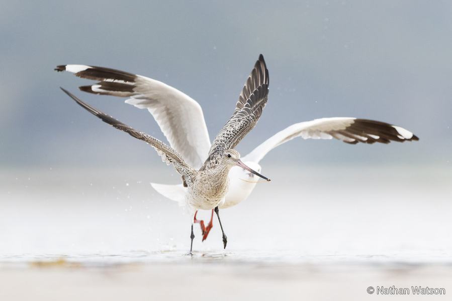 2026 Australian Geographic Nature Photographer of the Year. Animal Behaviour Winner: Worm Wars by Nathan Watson