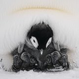 <i>2025 Australian Geographic Nature Photographer of the Year</i>
<p>Animals in Nature: Too Cold Out by Nicholas Cullen, Auster Rookery, near Mawson Station, Antarctica.
<p>Emperor Penguin (<i>Aptenodytes forsteri</i>)
<p><i>Surviving birth in the harshest environment on Earth is no easy feat. A devoted parent cradles its chick on its feet, nestled in the warmth of a brood pouch. Yet, like any other day, this curious penguin waddled over, chick in tow, to investigate why I was lying on the ice.</i>
