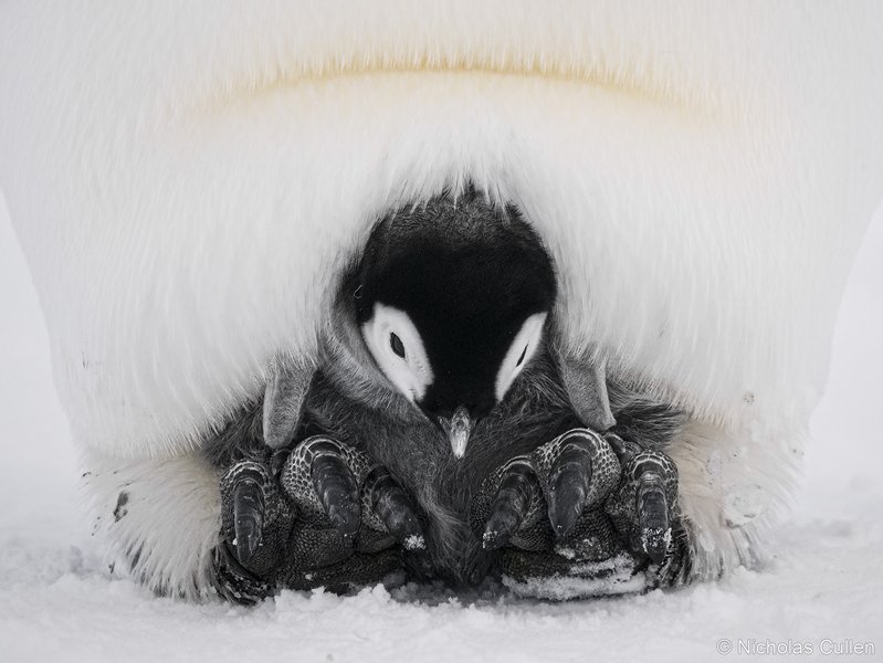 2025 Australian Geographic Nature Photographer of the Year. Animals in Nature: Too Cold Out by Nicholas Cullen
